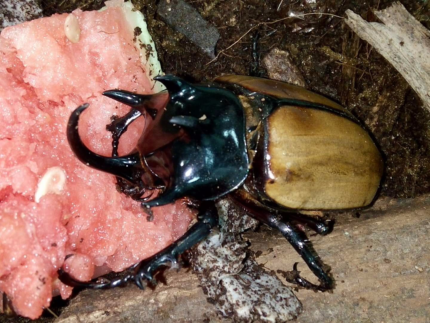 中国第二大甲虫!四川首次发现细角疣犀金龟