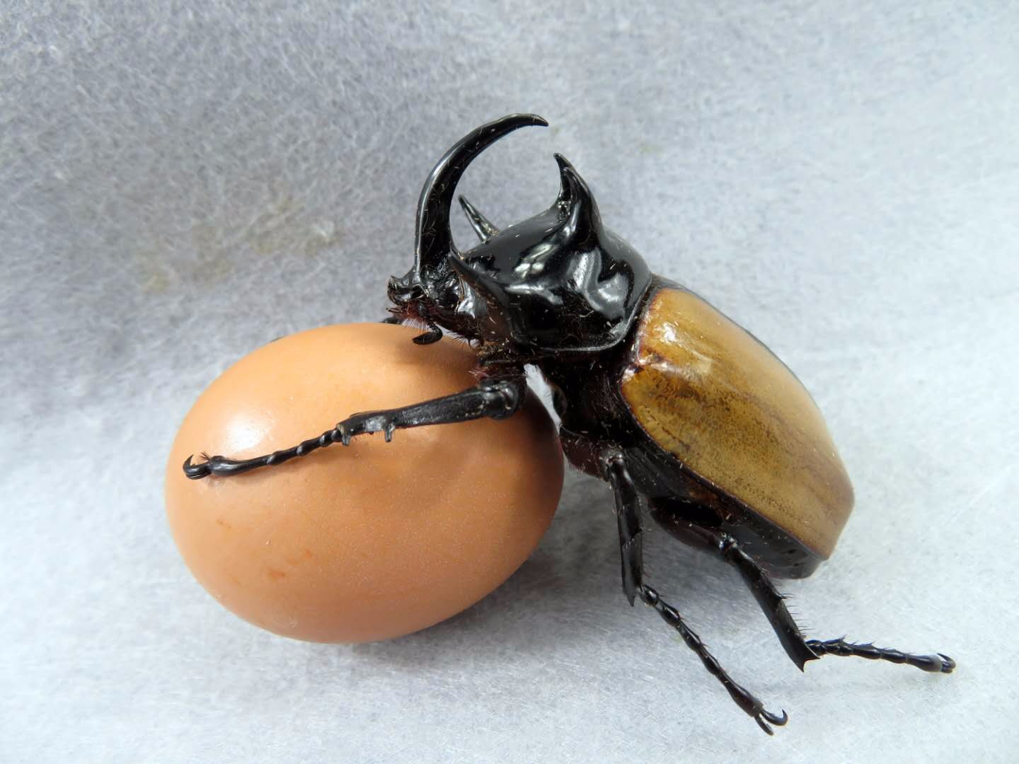 中国第二大甲虫四川首次发现细角疣犀金龟