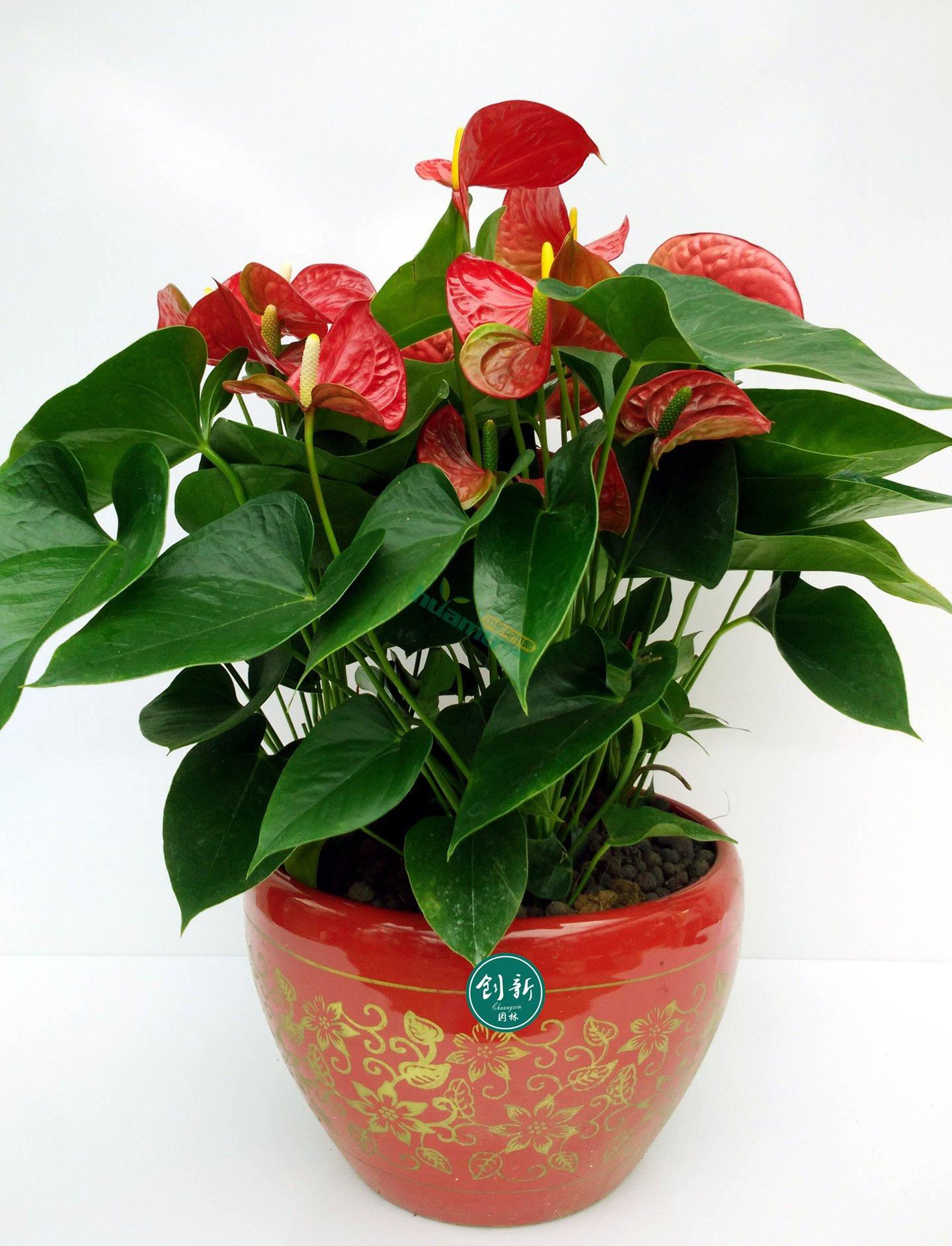 养红掌时黄叶看明白这几点再不担心黄叶花开鲜艳