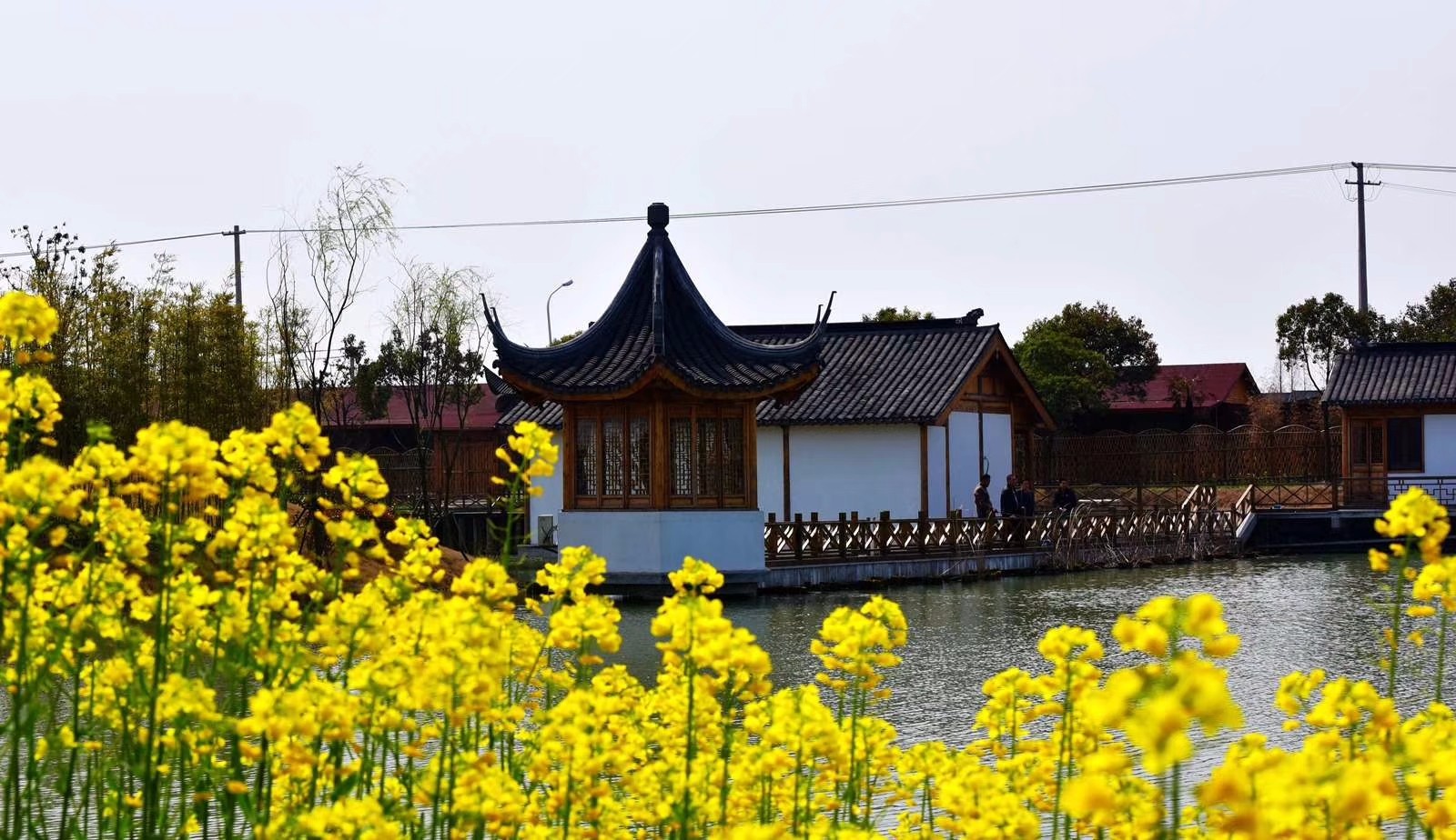 山联村的油菜花开了,这里已经是一片金色的海洋