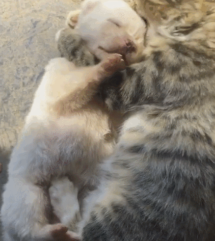 抱小奶狗就舔毛的狸花猫,猫:这狗我能吃一年了,真是便宜老鼠了