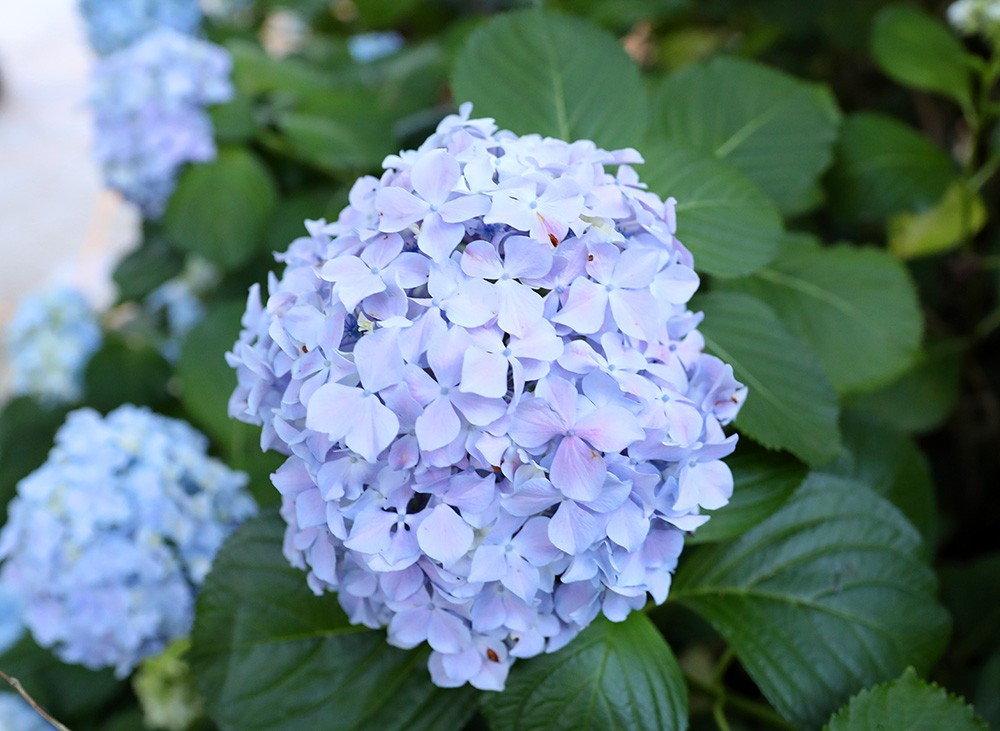 紫阳花向日葵ひまわりのたね