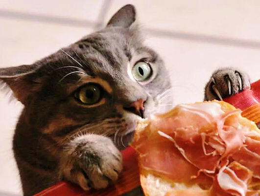 为照顾生病的主人，猫咪亲自下厨主动为主人包饺子，结局太暖心休闲区蓝鸢梦想 - Www.slyday.coM