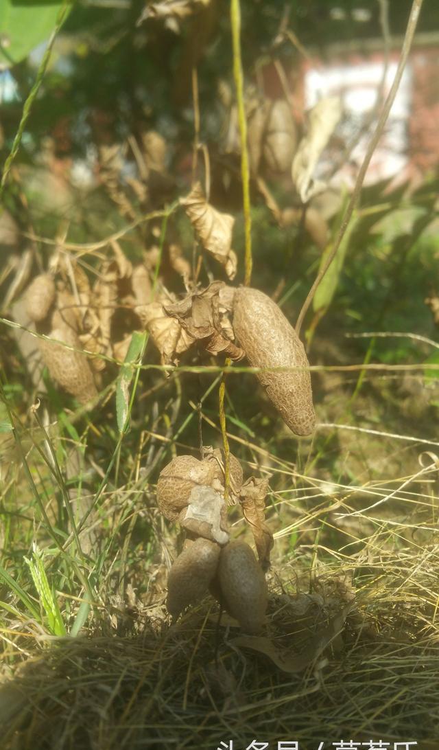 有钱你们都买不到,山药藤上长的卵圆形珠芽,我们这叫山药蛋