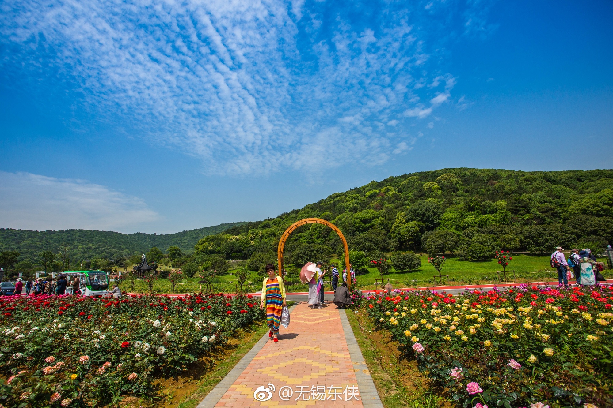 爱在滨湖,情定月季!无锡龙寺生态园大片大片的月季花中,游人如织
