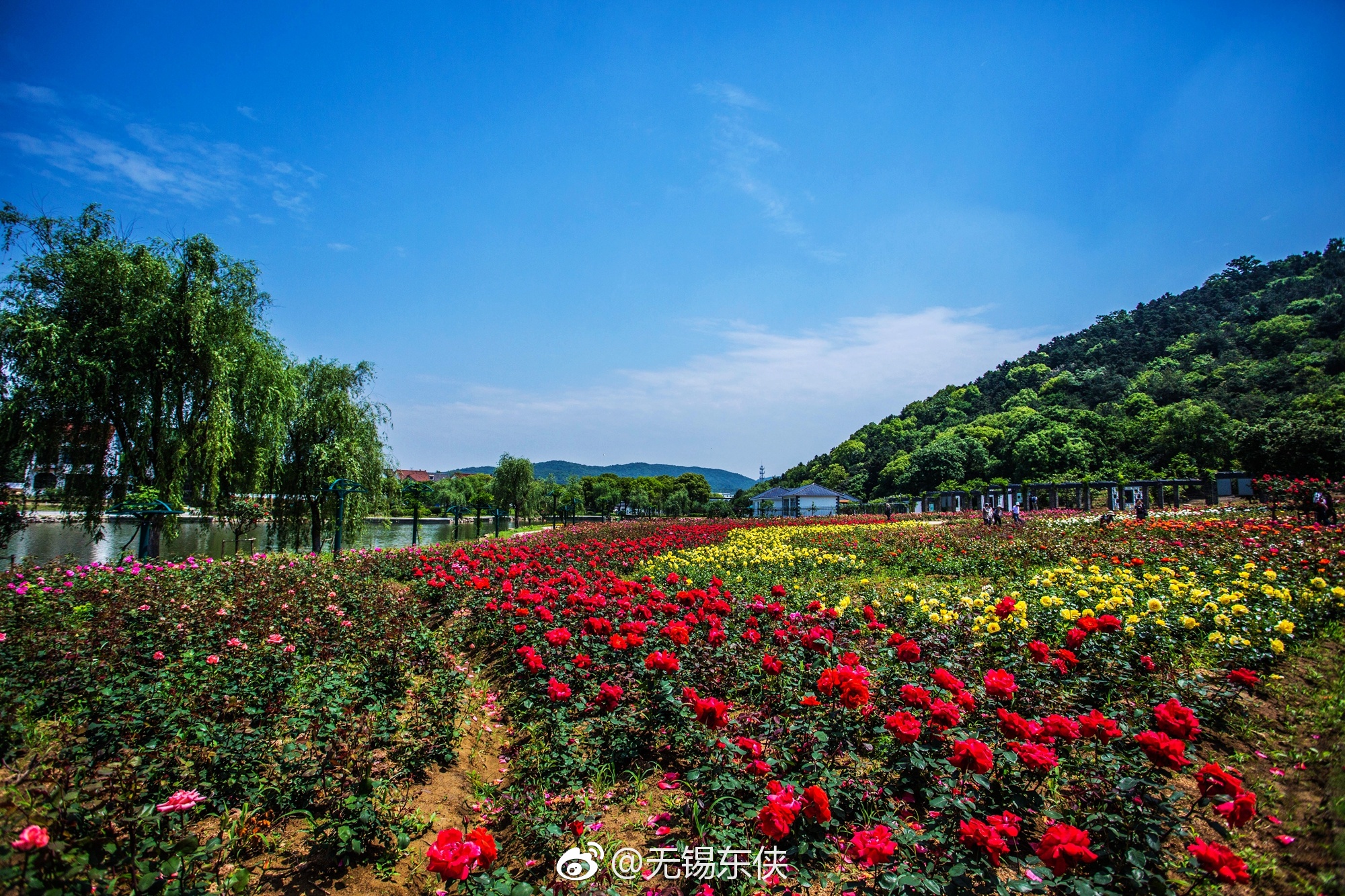 天地间,红的|龙寺生态园|半坡|月季_新浪新闻