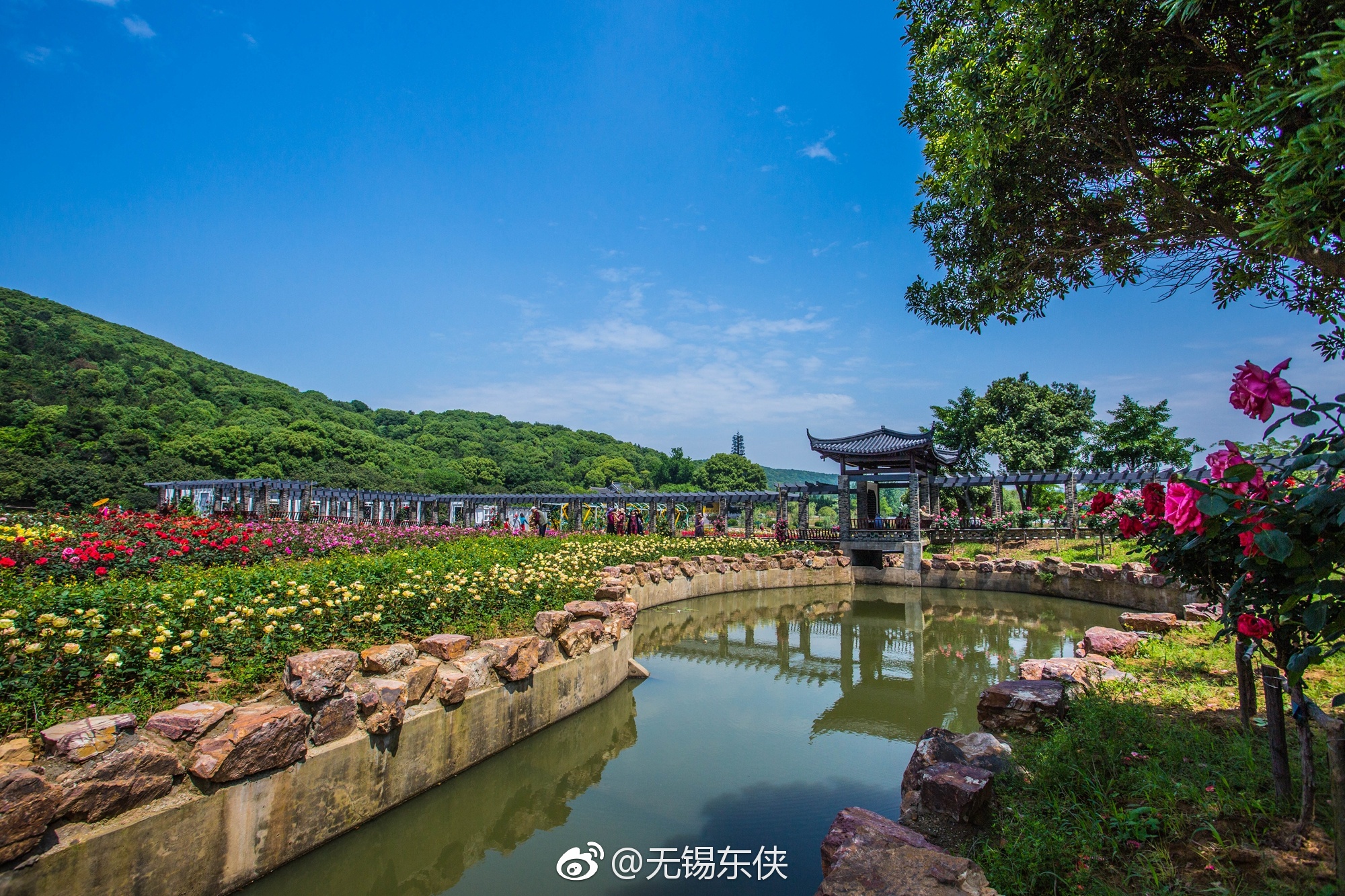 天地间,红的|龙寺生态园|半坡|月季_新浪新闻