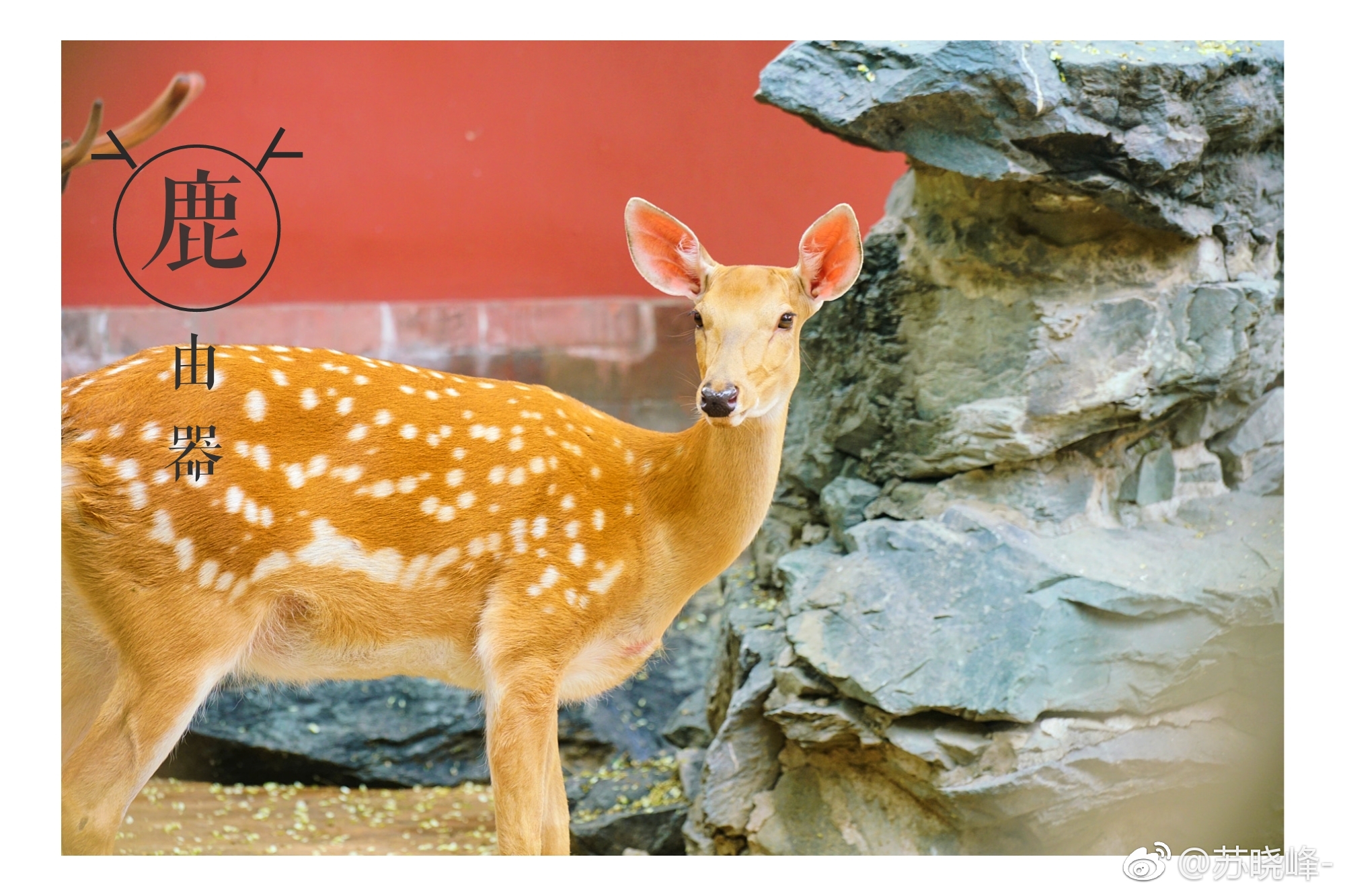 故宫的鹿_新浪看点