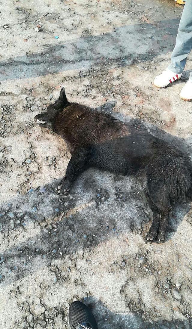 黑狗中毒死不瞑目 ,小区养狗处处碰壁