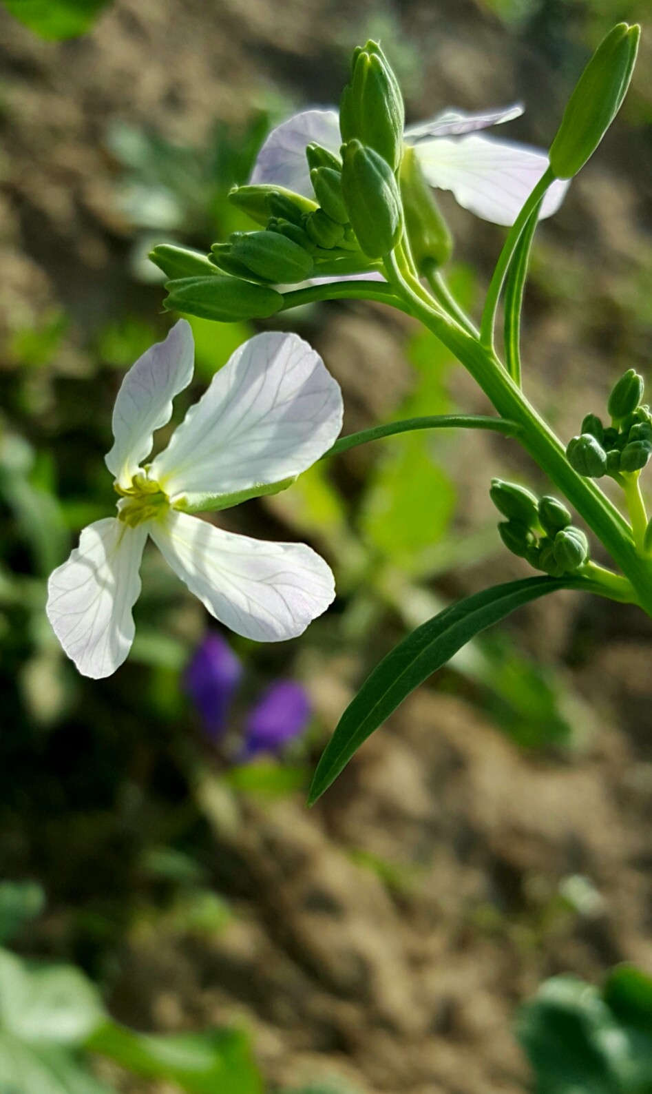 你吃过萝卜你知道萝卜开花有多美吗18图