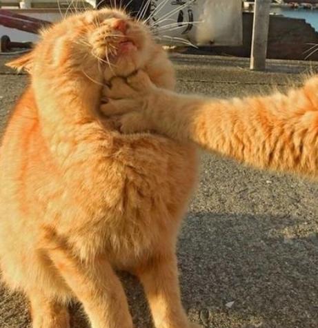 橘猫突然对同伴使出锁喉功错愕的同时往后面一看,瞬间笑喷到不行