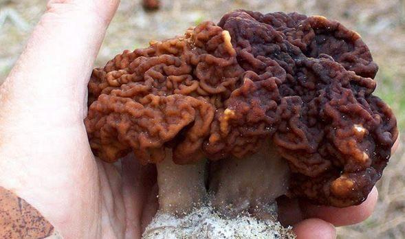 农村人采草药采到"脑子状"的植物,男子不认识,懂的人告诉赚了