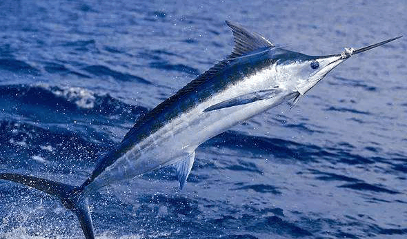 蓝枪鱼是一种较大的鱼类,外观非常出众,它的背部呈蓝色,可以起到保护