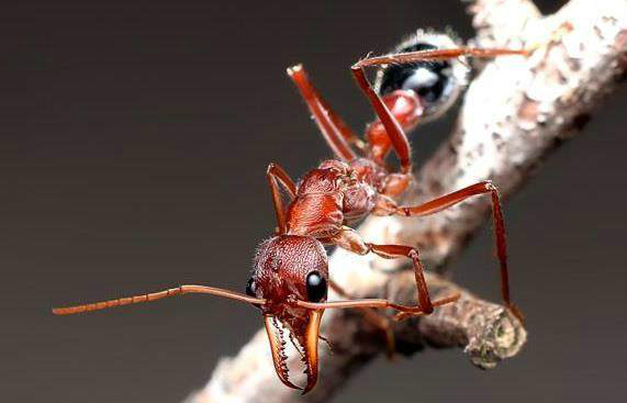 世界上最凶的蚂蚁 新浪网