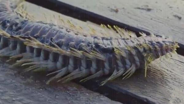 大胆摸一下,却不料悲剧发生了|异形|海毛虫|阿伯_新浪新闻