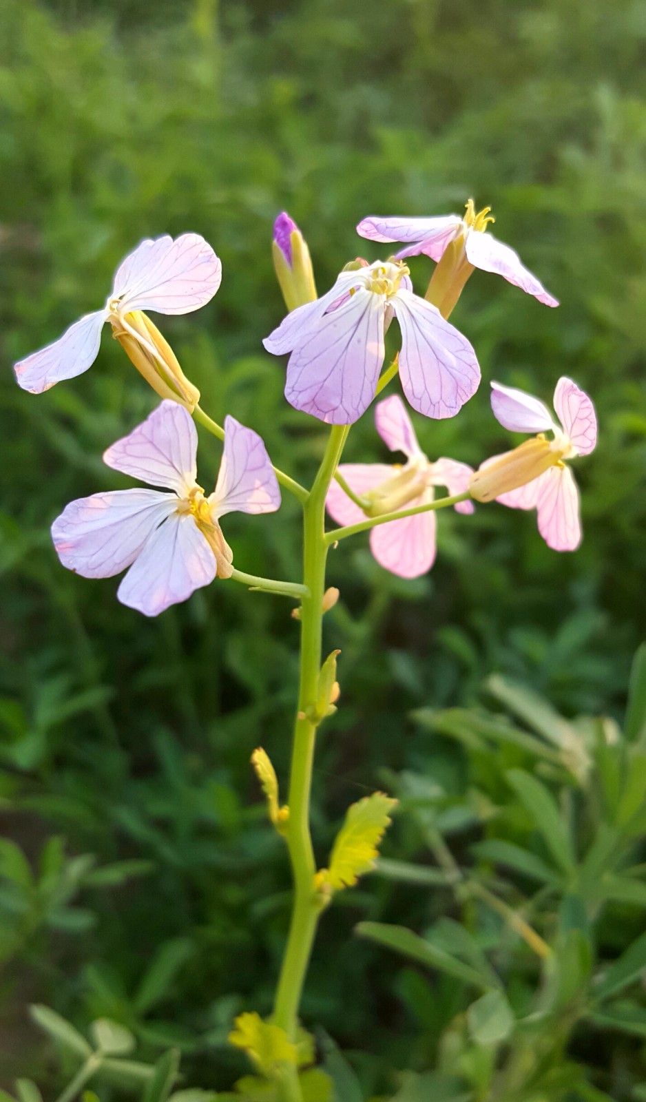 你吃过萝卜你知道萝卜开花有多美吗18图