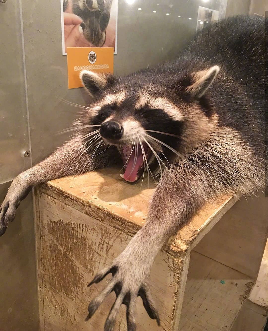 泡菜国的一家浣熊咖啡馆,喝着咖啡撸着干脆面,可以说很惬意了