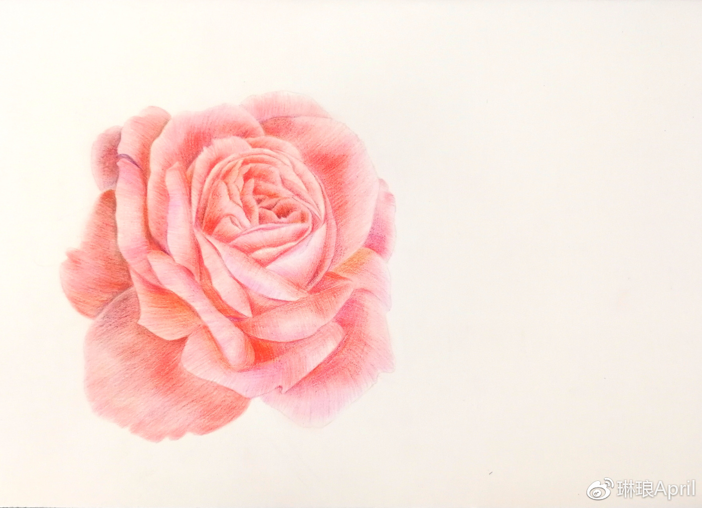 14】彩铅胭脂红玫瑰|花瓣|花杆|花心_新浪新闻