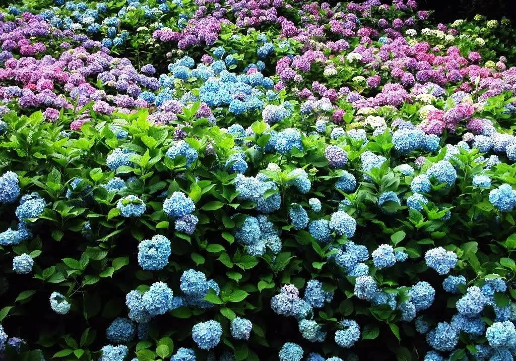 趁着"秋老虎"来之前,赶紧播种这3种花卉,开花早还好养!