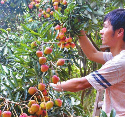 男子偷荔枝摔断腿,家属索要赔偿,果农一句话让所有人都沸腾了!