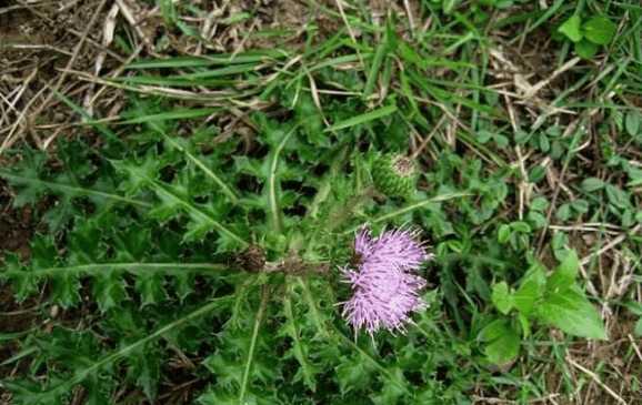 这野草长在庄稼地里农民是又爱又恨它有什么作用