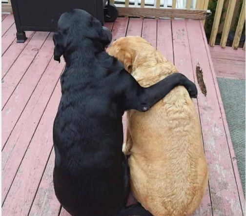 狗狗被主人抛弃,同伴将它紧紧搂在怀里:别怕,有我在