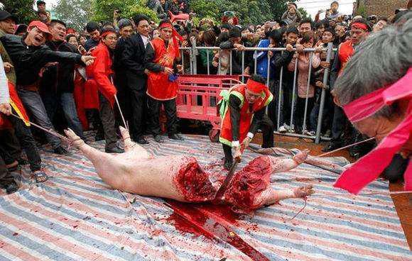 各国的"杀猪"方式, 看完我国的, 再看日本的, 我没话说