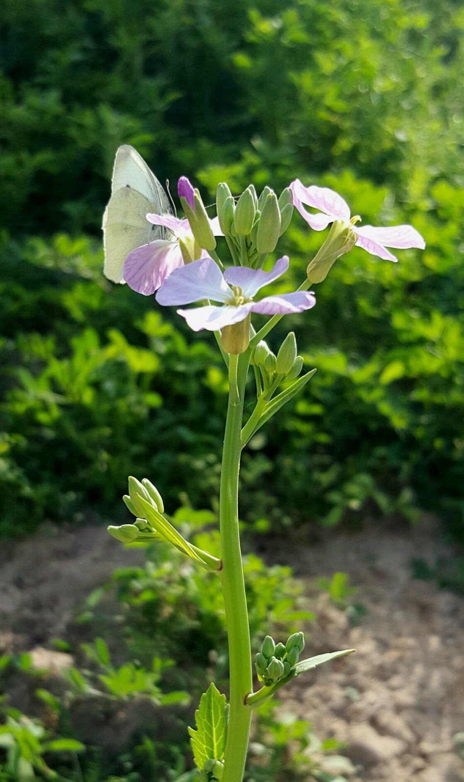 你吃过萝卜你知道萝卜开花有多美吗18图
