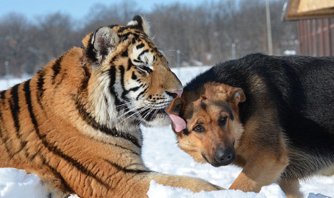 老虎和狗狗从小"青梅竹马",相逢时打招呼吓坏了主人