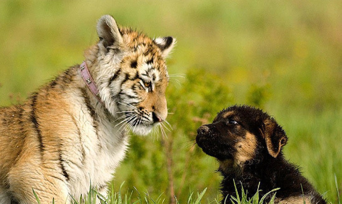 老虎和狗狗从小"青梅竹马",相逢时打招呼吓坏了主人