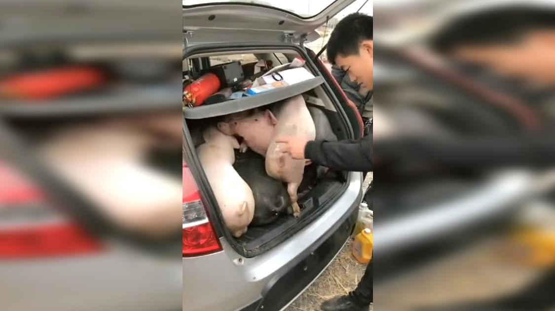 车主居然开轿车拉猪,我差点笑抽
