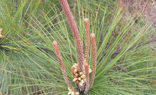 松树上的这种花,别浪费,它不仅能做成糕点,还是治头痛的良药