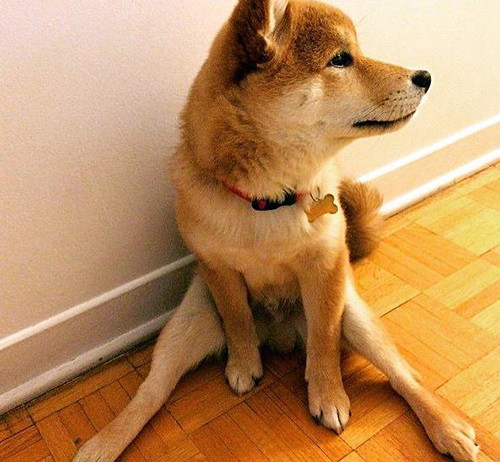 柴犬的大长腿还有这种操作?柴柴你是怎么做到的!
