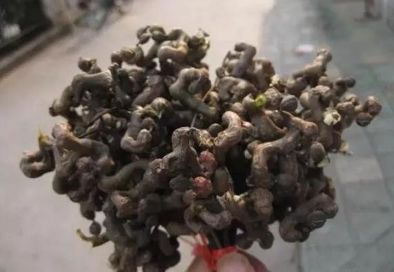 客家都罕见这种"吉扭里",泡酒特别好,醒酒降血压祛风湿!