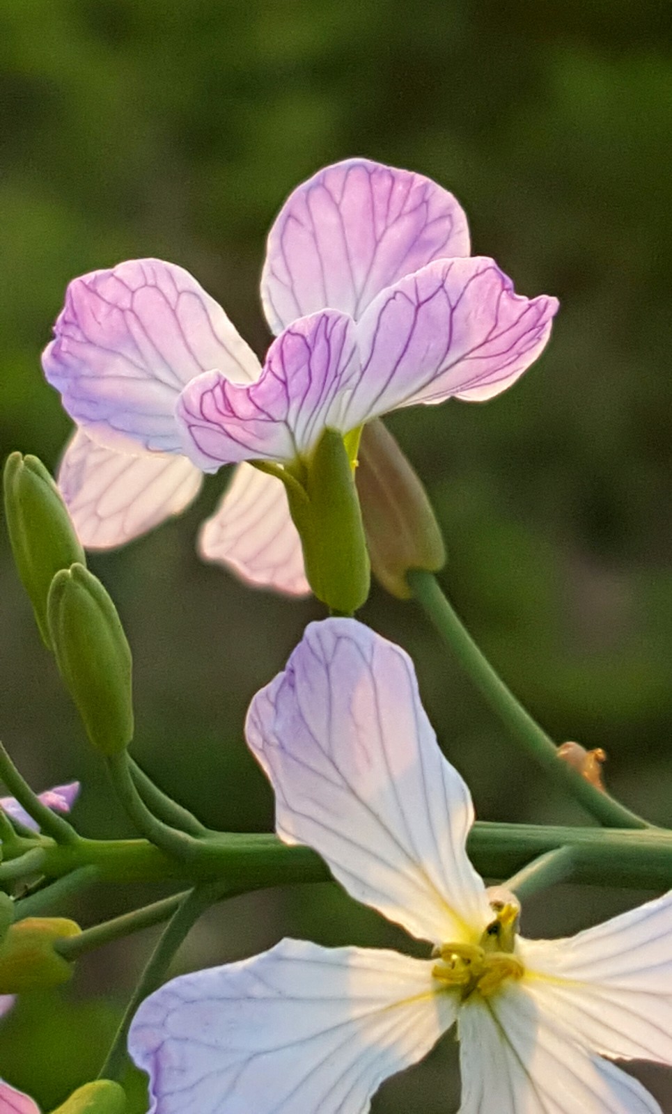 你吃过萝卜你知道萝卜开花有多美吗18图