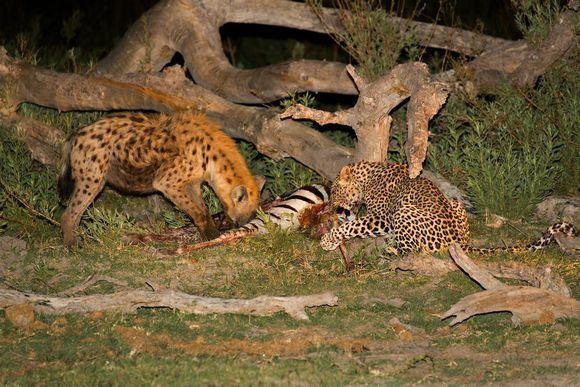 猎豹捕食斑马吃饱后在旁边休息,不料晚上出现了如此罕见的画面!