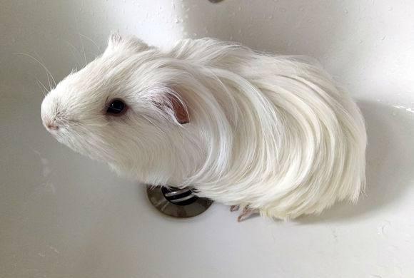 888克的纯白长顺荷兰猪看完好想养一只了