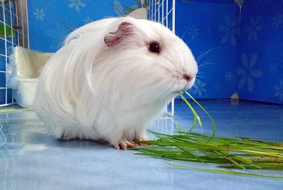 888克的纯白长顺荷兰猪,看完好想养一只了~|荷兰猪|大白|豚鼠_新浪