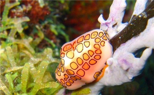 蜗牛喜欢吃什么的图片 a4c4-hikcahe9049323.png