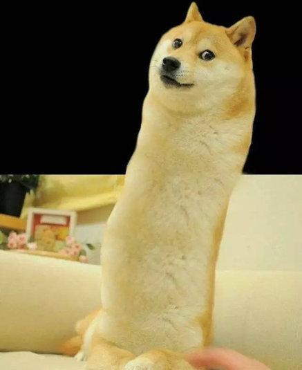 动摇哈士奇地位的就是它,柴犬已经被广大群众玩坏了