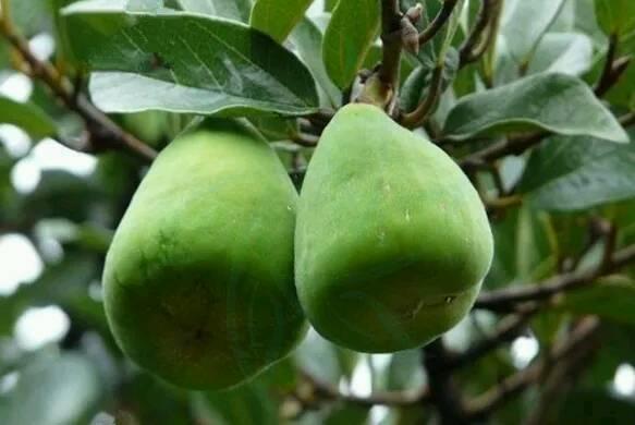 下面介绍的这种可能城里人会把它错认为无花果,它可不是无花果.