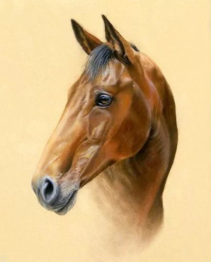 看完美女画出来的马,整个人都精神了!|绘画|彩铅|美女_新浪新闻