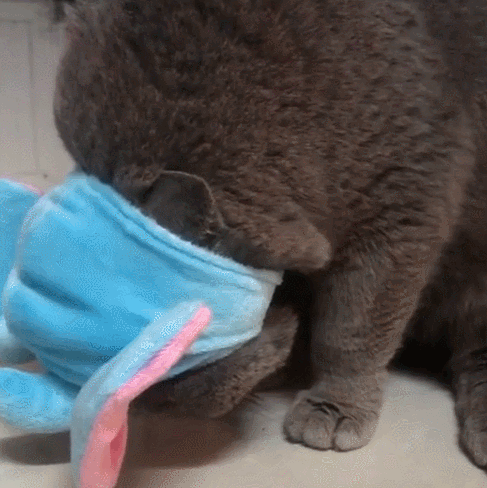 大脸蓝猫装萌失败辣眼睛!网友:一定是我打开的方式不对