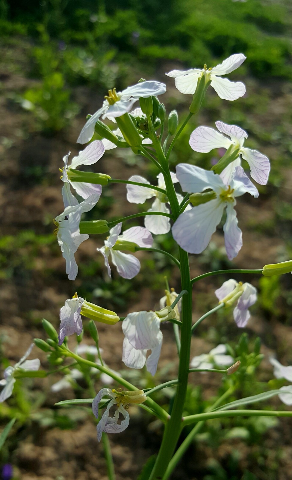 你吃过萝卜你知道萝卜开花有多美吗18图