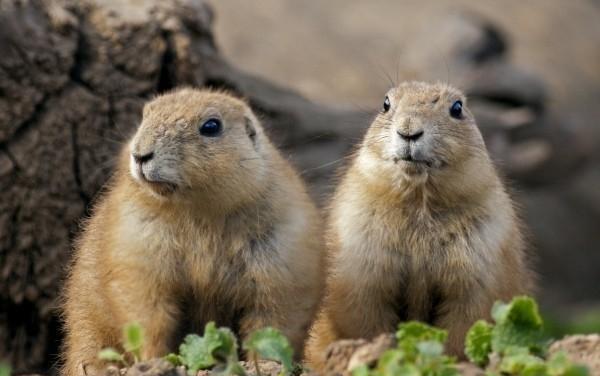 地球上5大同类相食的动物沙虎鲨子宫内相残土拨鼠婴儿杀戮者