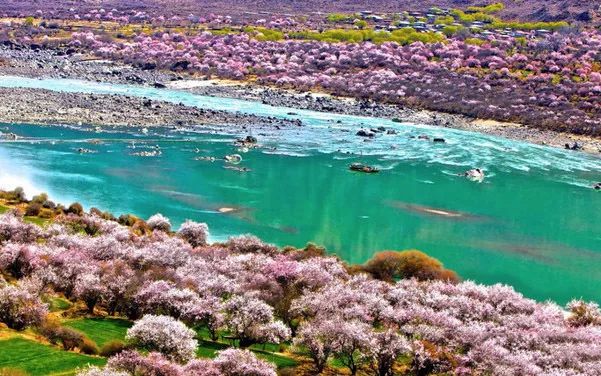 三月当尼洋河遇见十里桃花