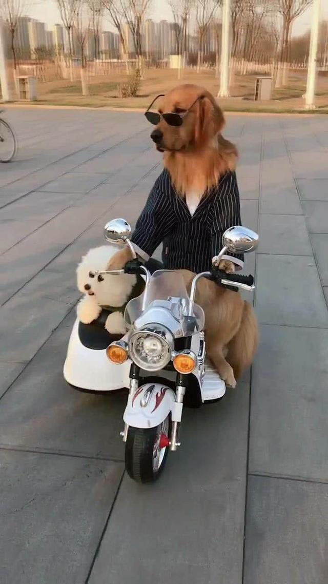 金毛确实很聪明,有些人都学不会骑车这项技能,金毛却能操纵自如