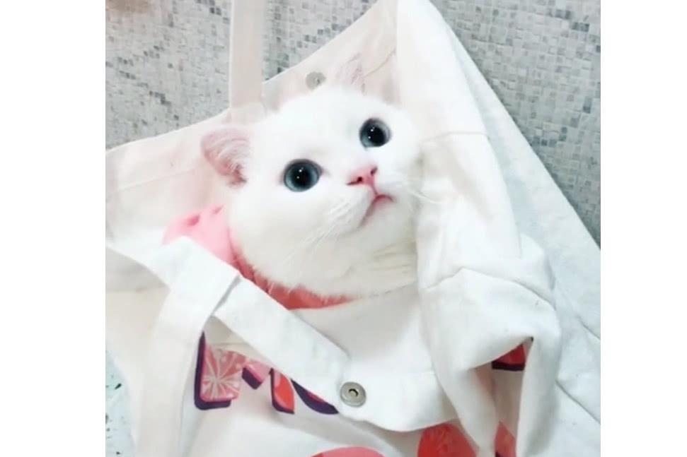 一只长相乖巧可爱的猫咪笑起来要人命那种不信看看啊