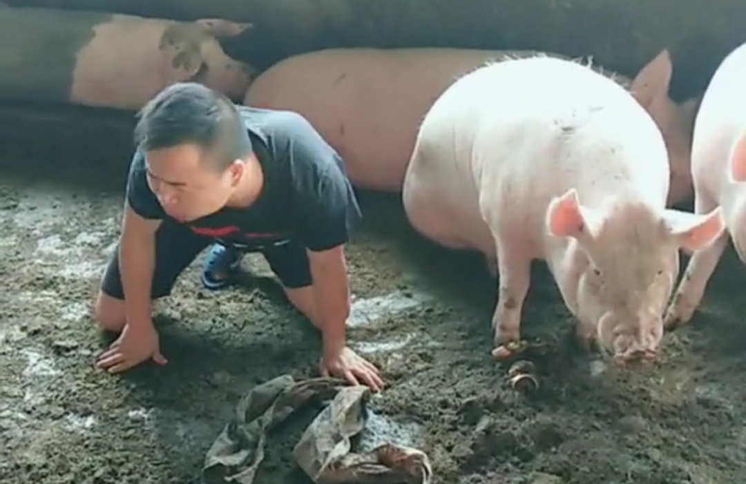 男子为了出名, 在猪圈中学猪叫, 网友: 此人前途无量