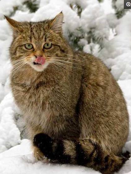 世界上最凶的5种猫号称冷血杀手以野猪为食